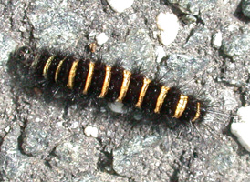 <i>Agreeable Ermine </i>